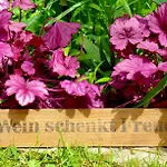 公寓 Winzerlodge, Merlot