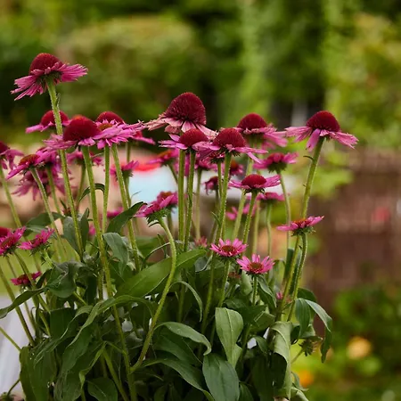 Winzerlodge, Merlot *